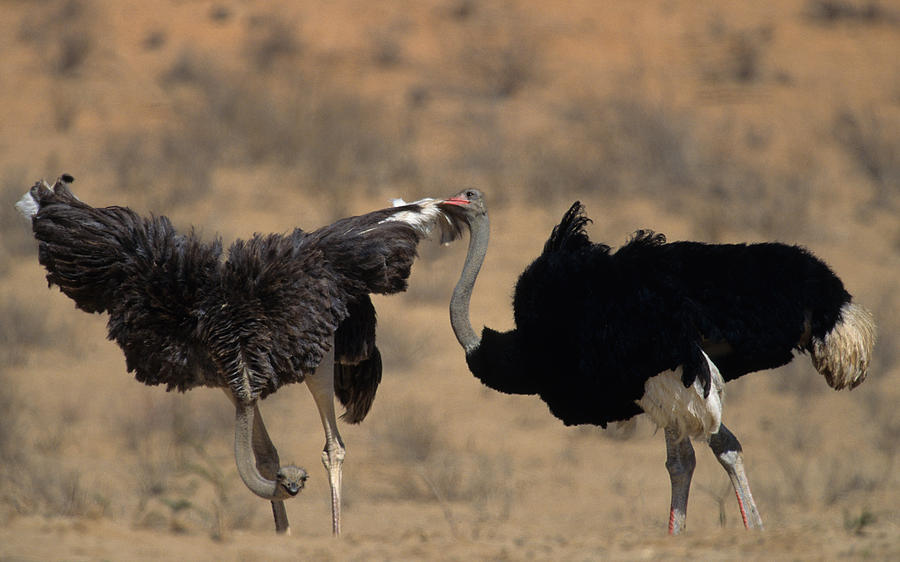 Ostrich Courtship Photograph by Nigel Dennis