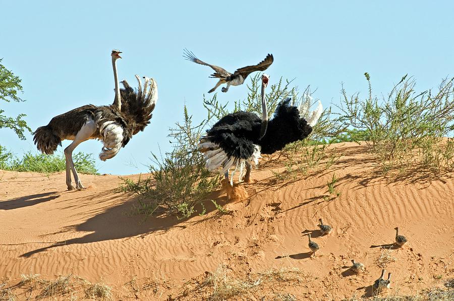 Ostrich Family And Eagle Photograph by Tony Camacho/science Photo Library