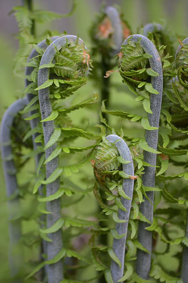 Ostrich Fern Fiddleheads Photograph by Forest Floor Photography