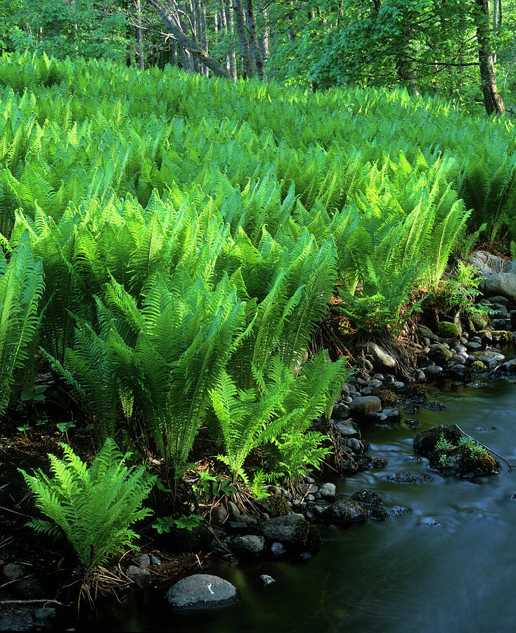 Ostrich Fern (matteuccia Struthiopteris) Photograph by Science Photo Library Ostrich Fern (matteuccia Struthiopteris) Photograph by Science Photo Library