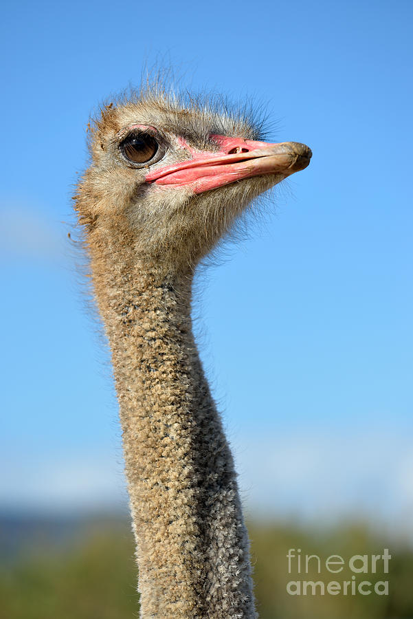 Ostrich Photograph - Ostrich by George Atsametakis