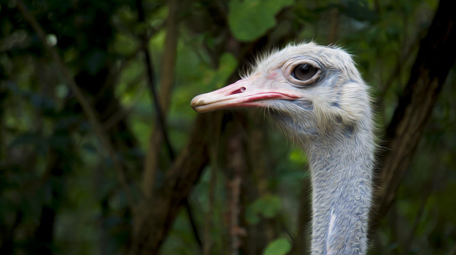 Ostrich Photograph - Ostrich head by Aged Pixel