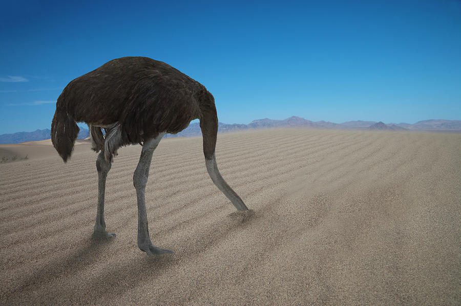 Ostrich Hiding His Head Under Sand by Buena Vista Images