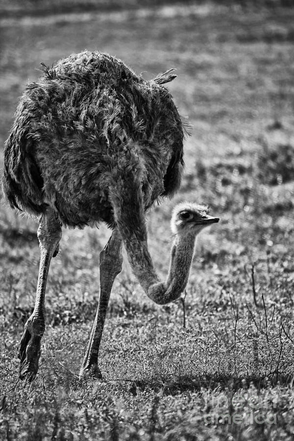 Ostrich in Black and White Photograph by Douglas Barnard - Pixels