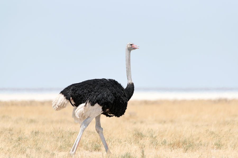 Ostrich in Etosha national park, Namibia Photograph by George Pachantouris
