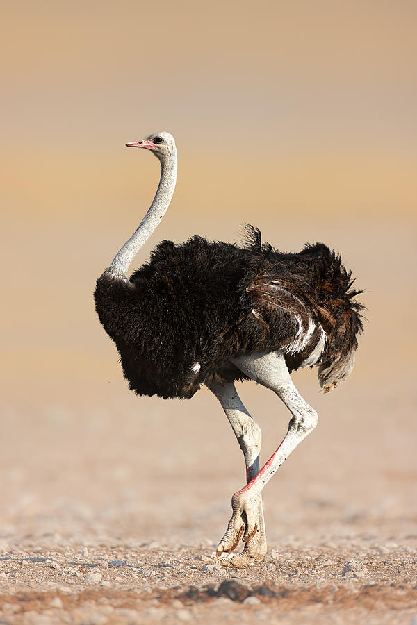 Wildlife Photograph - Ostrich by Johan Swanepoel