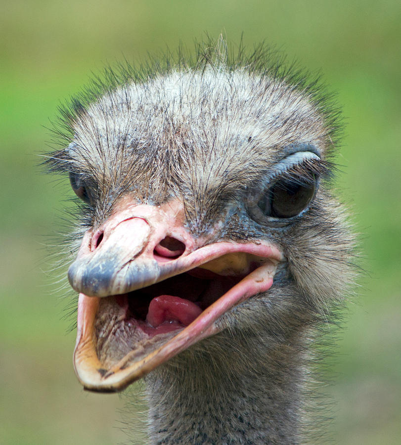 Ostrich Photograph by Nicholas Blackwell