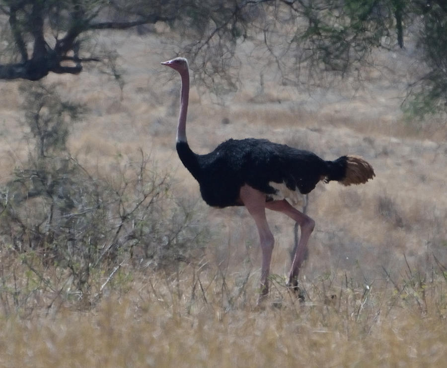 Ostrich on the Move Photograph by Tom Wurl