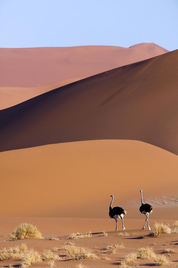 Ostrich Pair Namib-naukluft Np Namibia Photograph by Oscar Diez