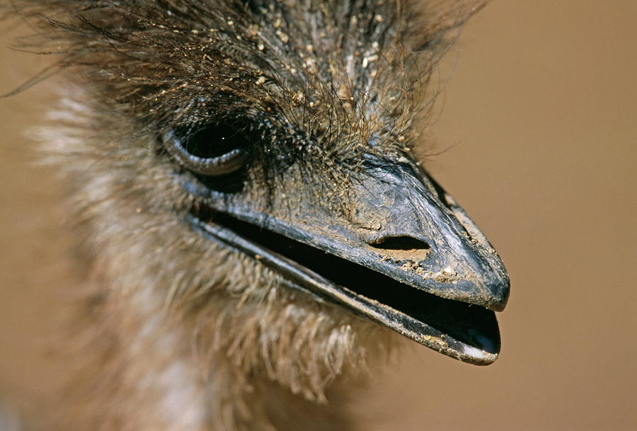 Ostrich Photograph - Ostrich by Philippe Psaila/science Photo Library