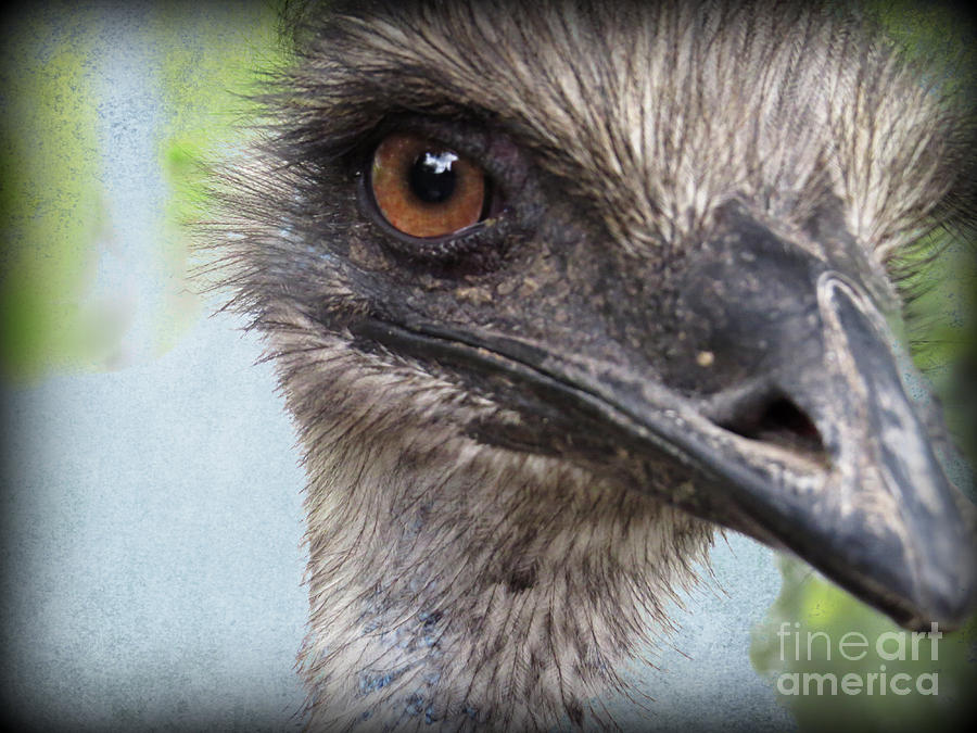 Ostrich Portrait Photograph by Ella Kaye Dickey