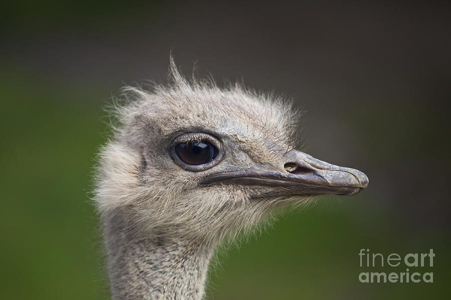 Ostrich portrait Photograph by Liz Leyden
