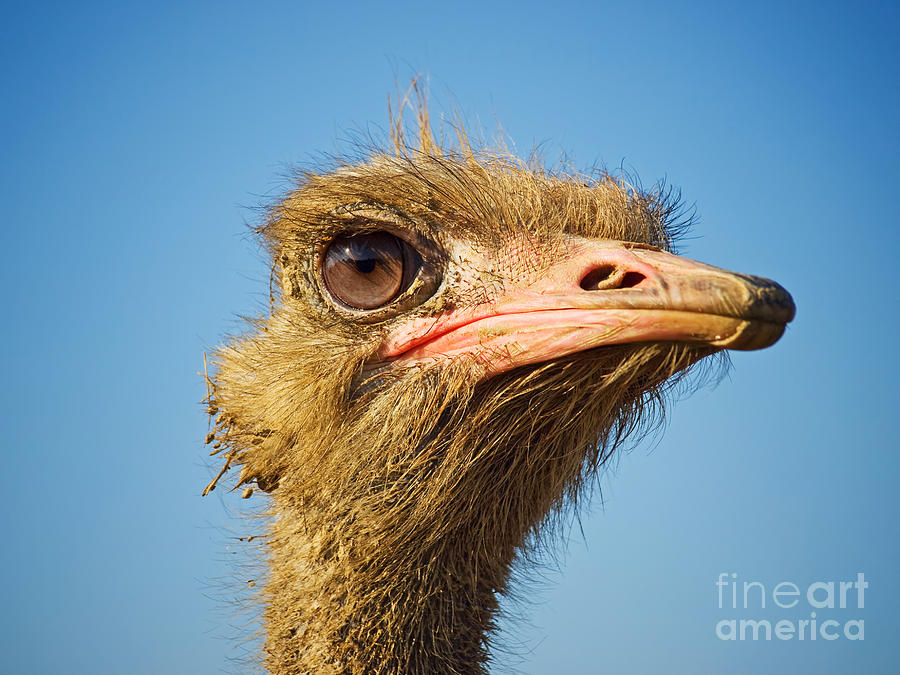 Nature Photograph - Ostrich profile by Sinisa Botas
