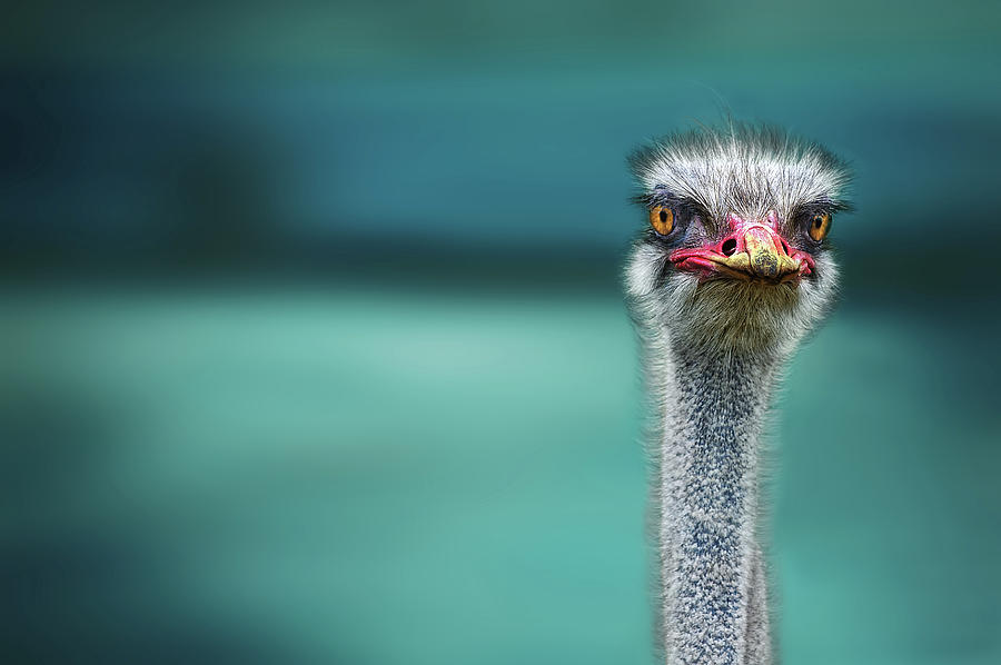 Ostrich Photograph - Ostrich Protecting Two Poor Chicken From The Wind by Piet Flour