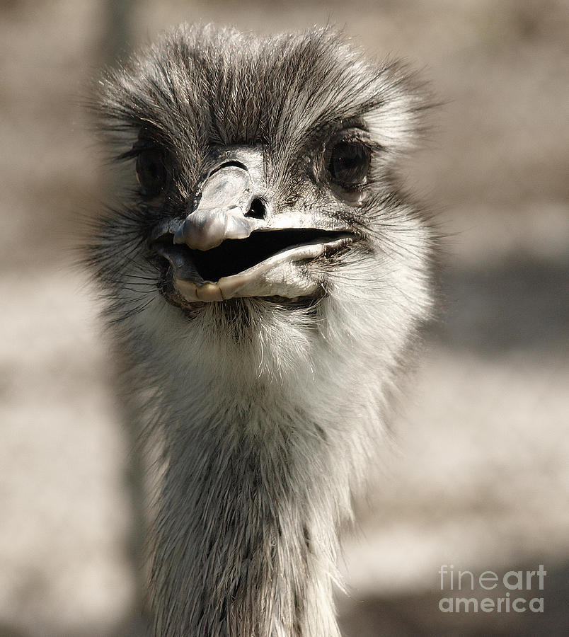 Ostrich Photograph by Raymond Earley