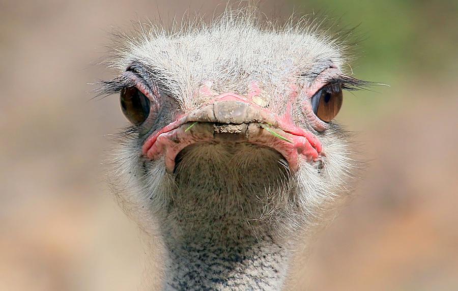 Ostrich Staredown Photograph by Ger Bosma
