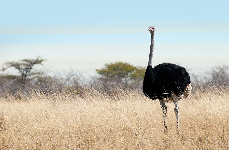 Ostrich Struthio Camelus Photograph by Ignacio Palacios