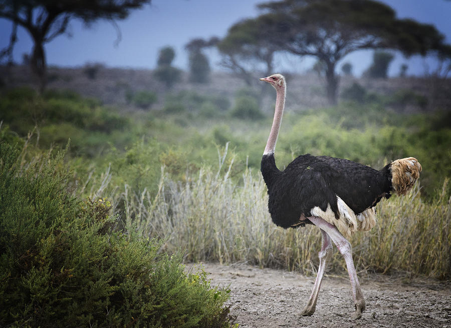 Ostrich Strutting in Amboseli, Kenya Photograph by Vicki Jauron, Babylon and Beyond Photography