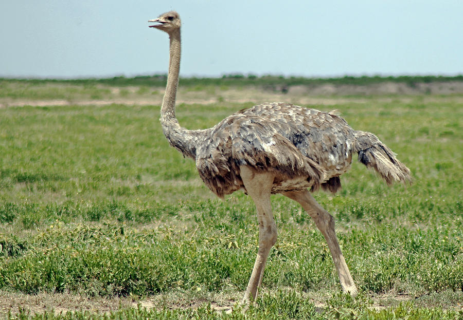 Ostrich Photograph - Ostrich by Tony Murtagh