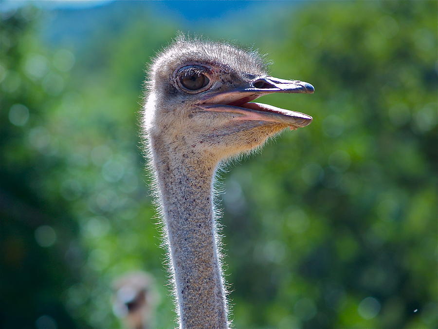 Ostrich Up Close Photograph by John Rohloff