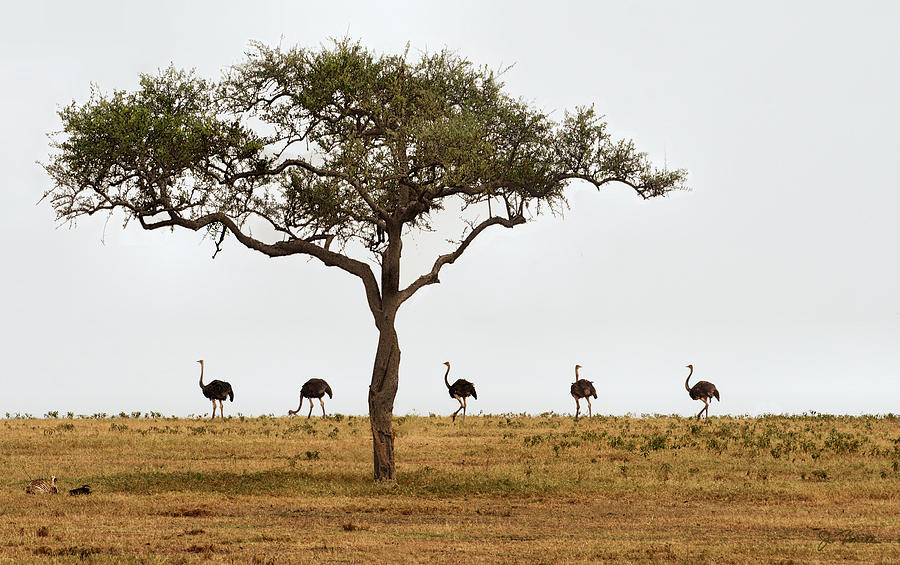 Ostrich Walk Photograph by Joe Bonita
