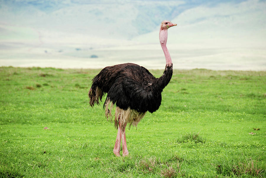 Ostrich Walking Through A Meadow In Photograph by Volanthevist