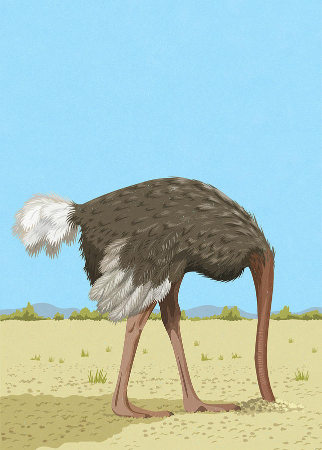 ostrich-with-head-in-the-sand-ikon-ikon-images.jpg