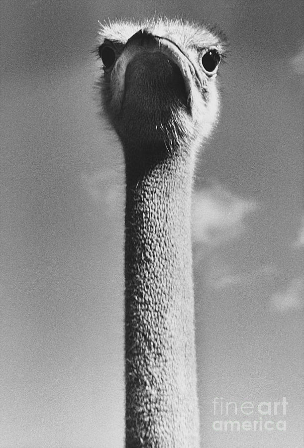 Ostrich Photograph by Ylla