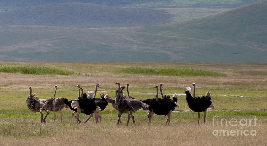 Ostriches   #0167 Photograph by J L Woody Wooden