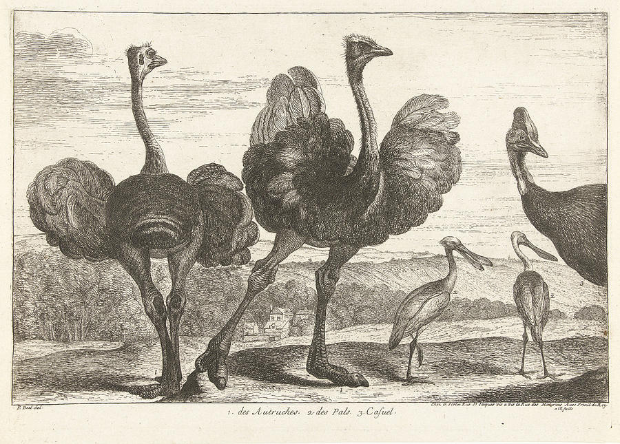 Bird Drawing - Ostriches, Cassowary And Spoonbill, Grard Scotin by G?rard Scotin (i)