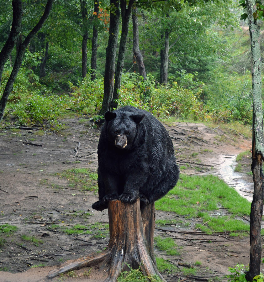 Bear Photograph - Oswalds Bear by Kurt Bonnell Bear Photograph - Oswalds Bear by Kurt Bonnell