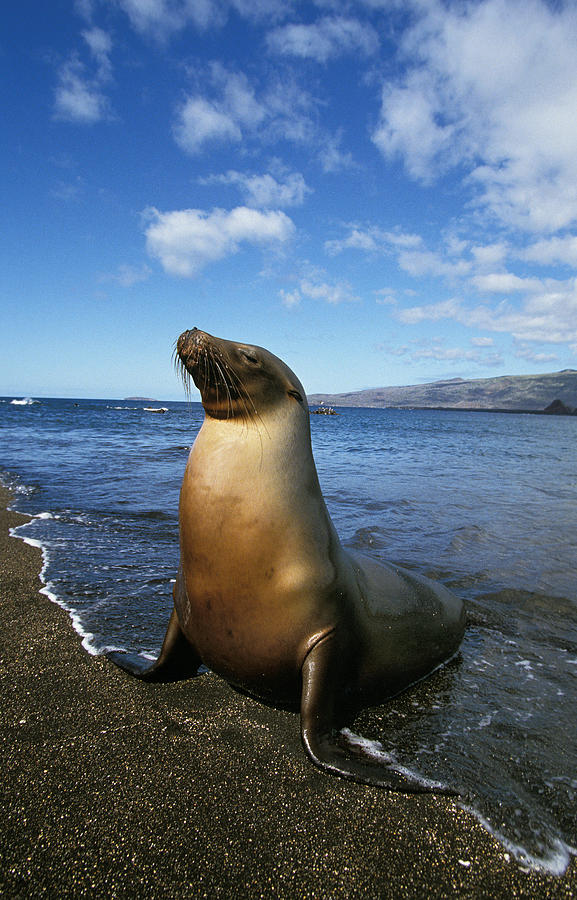 Otarie A Fourrure Des Galapagos Photograph By Gerard Lacz