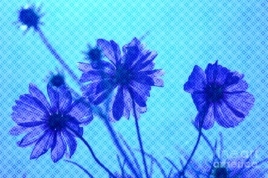 Otherworldly Cosmos Flowers in Aqua and Purple Photograph by Beverly Claire Kaiya