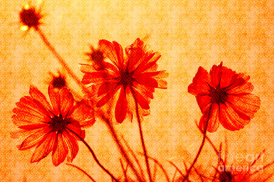 Otherworldly Cosmos Flowers in Orange and Yellow Photograph by Beverly Claire Kaiya