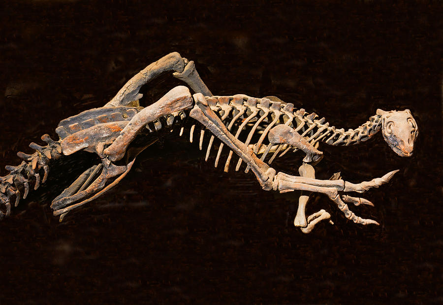 Othnielia Rex Photograph by Millard H. Sharp