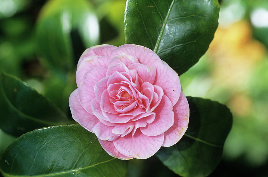 Otome Camellia Flower Photograph by Adrian Thomas/science Photo Library ...