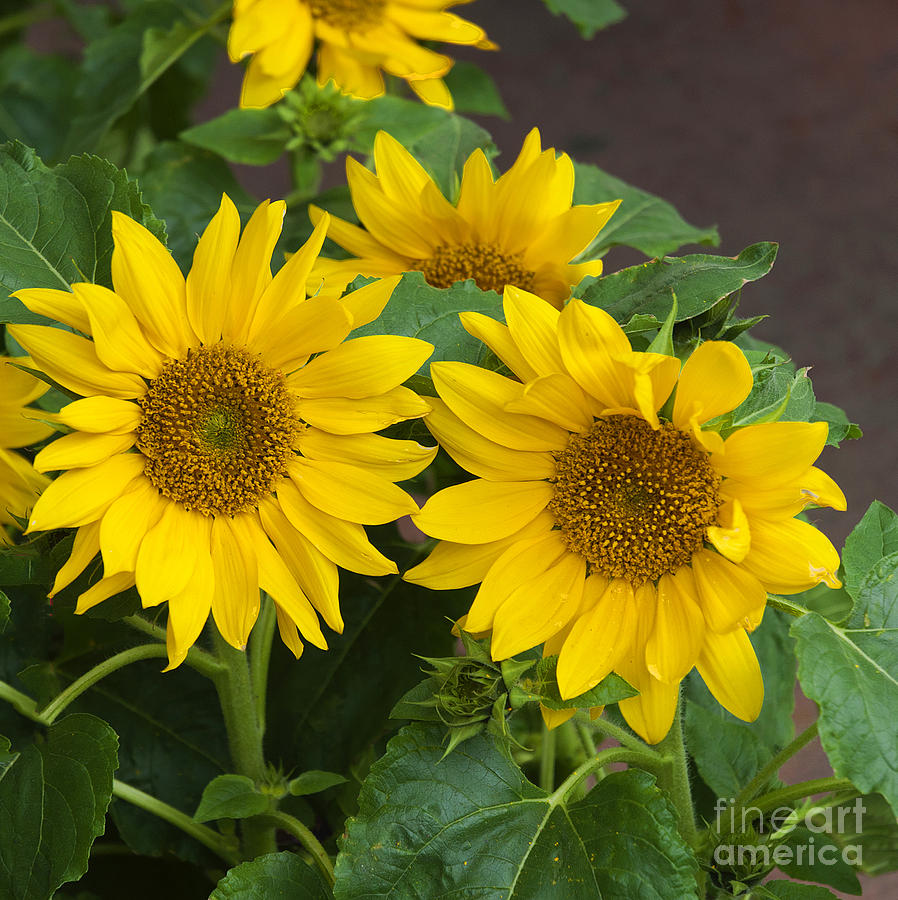 Ottawa Sunflowers Photograph by Brenda Kean