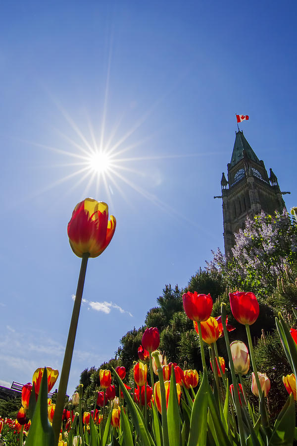 Ottawa Tulip Festival Photograph by Mircea Costina Photography