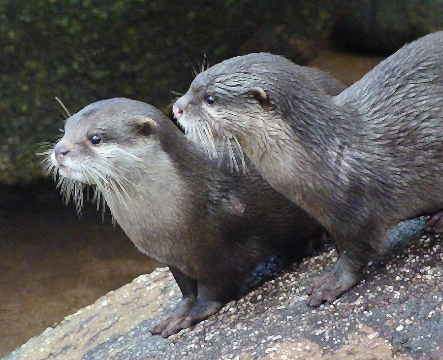 Otter Alert Photograph by Margaret Saheed