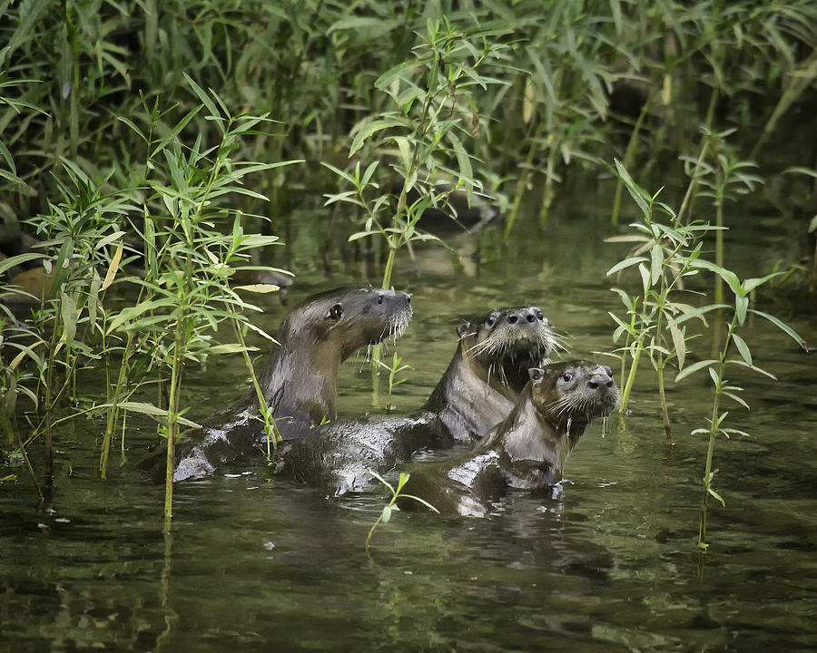 Otter at Ponca Access Photograph by Michael Dougherty