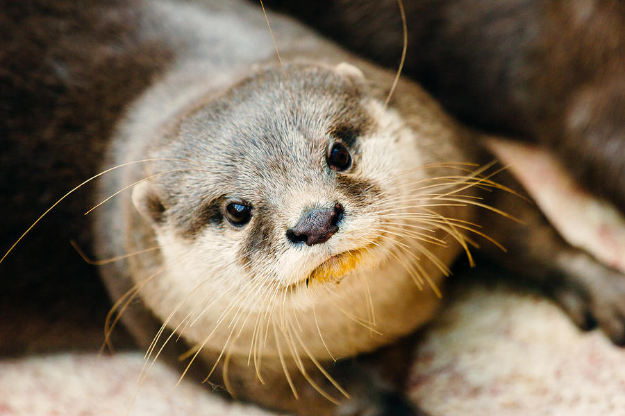 Otter Closeup Photograph by Pati Photography