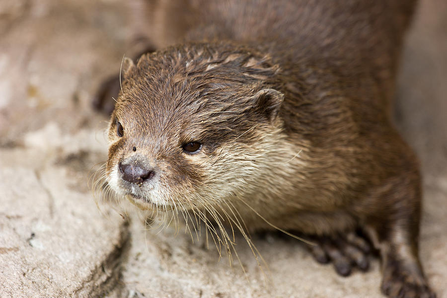 Otter Closeup Photograph by Pati Photography - Fine Art America