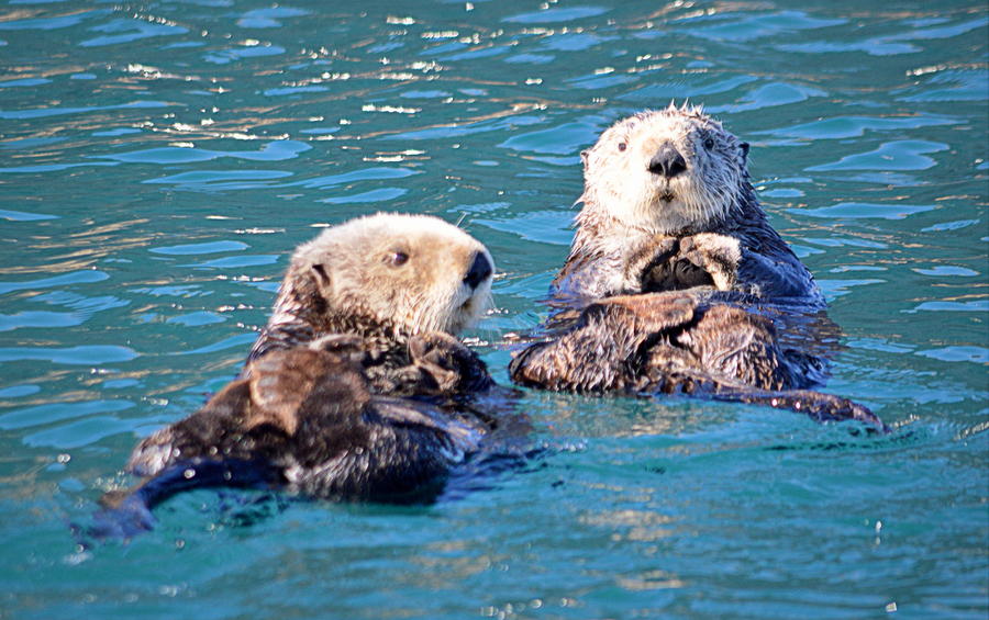Otter Cuteness Photograph by AJ  Schibig