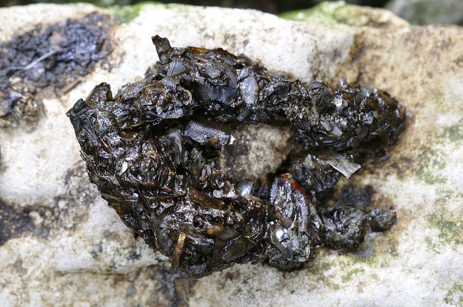 otter-droppings-photograph-by-science-photo-library-fine-art-america