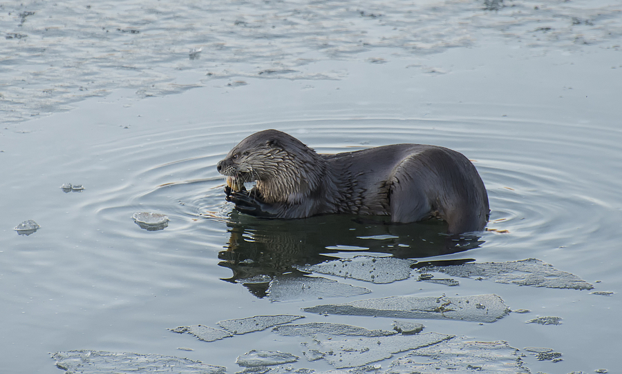 Otter Eating a Fish Photograph by Loree Johnson