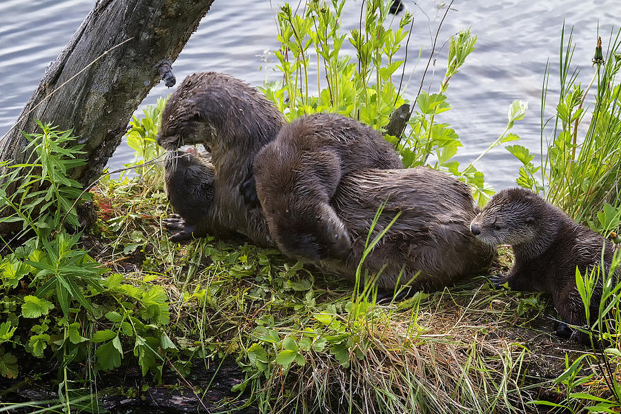 Yellowstone National Park Photograph - Otter Family Fun by Elaine Haberland