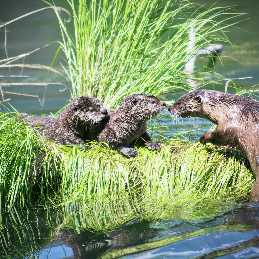 Otter Family Photograph by Xavier Arnau Serrat