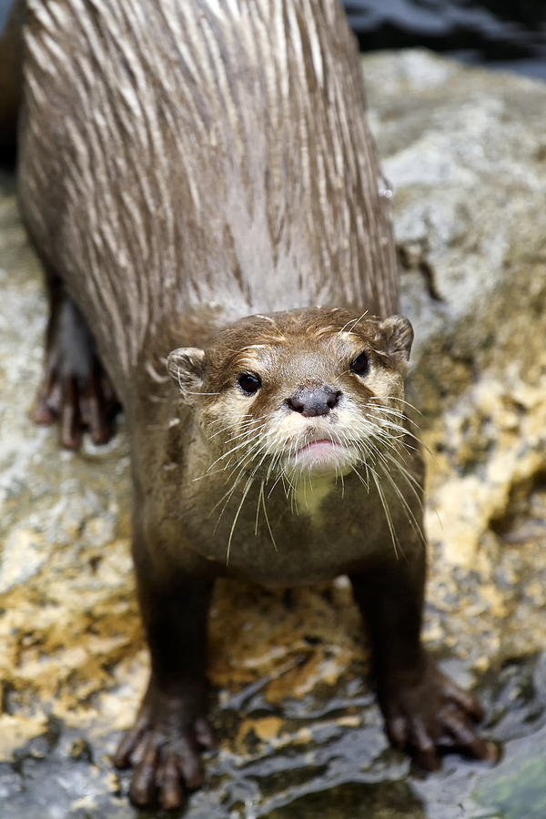 Otter Photograph - Otter by Goyo Ambrosio Otter Photograph - Otter by Goyo Ambrosio