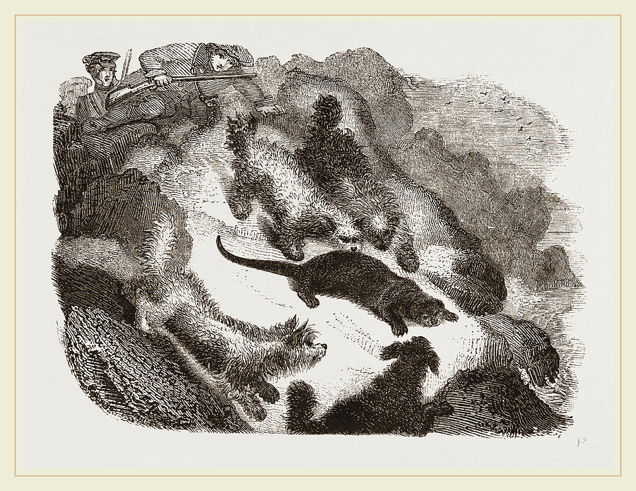 Nature Drawing - Otter-hunting by Litz Collection