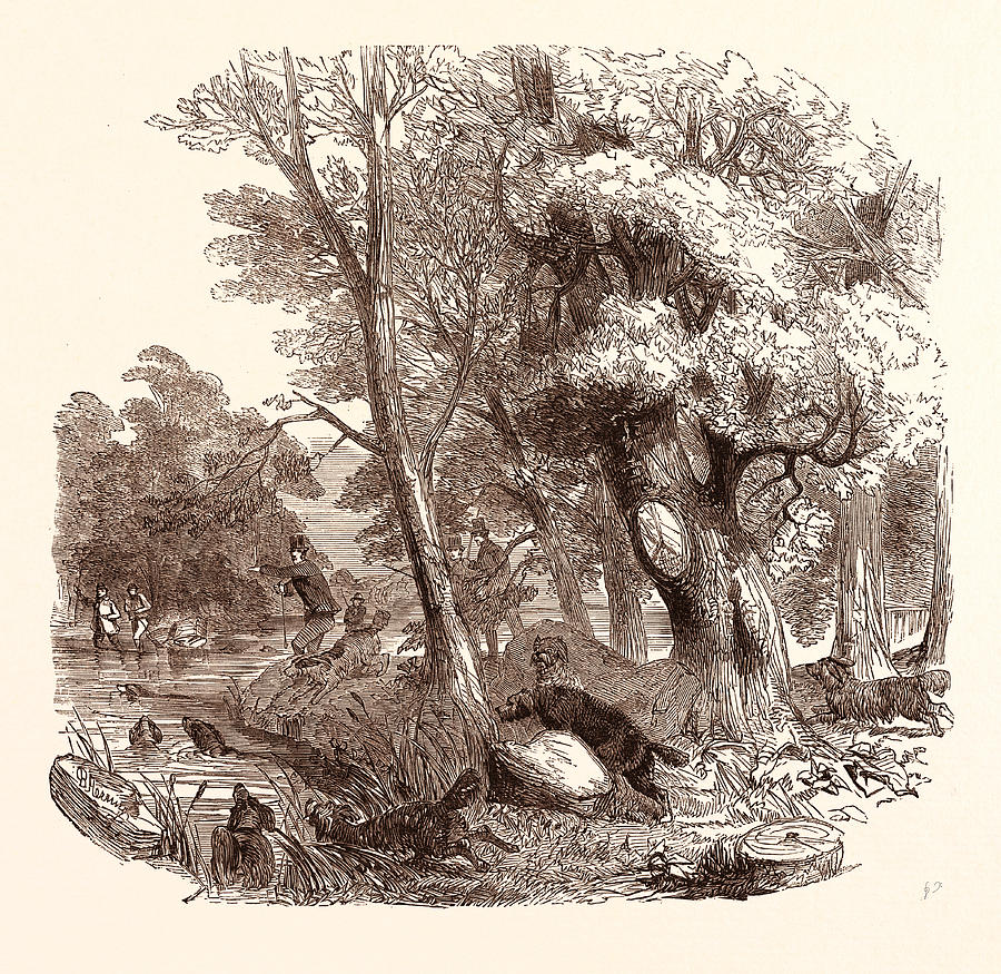 Wildlife Drawing - Otter Hunting, Wildlife by English School